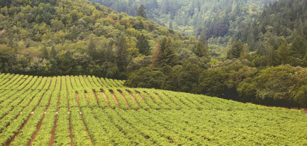 VHR Edge Vineyard 15