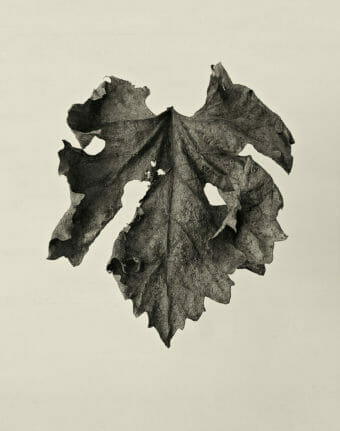 VHR Viticultural Leaves 2012