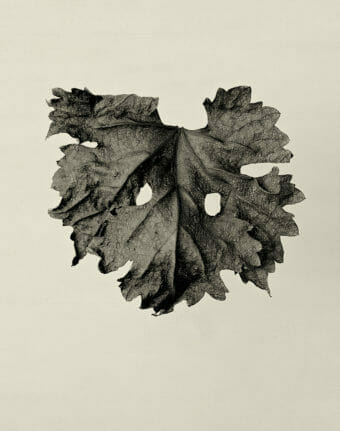 VHR Viticultural Leaves 2011