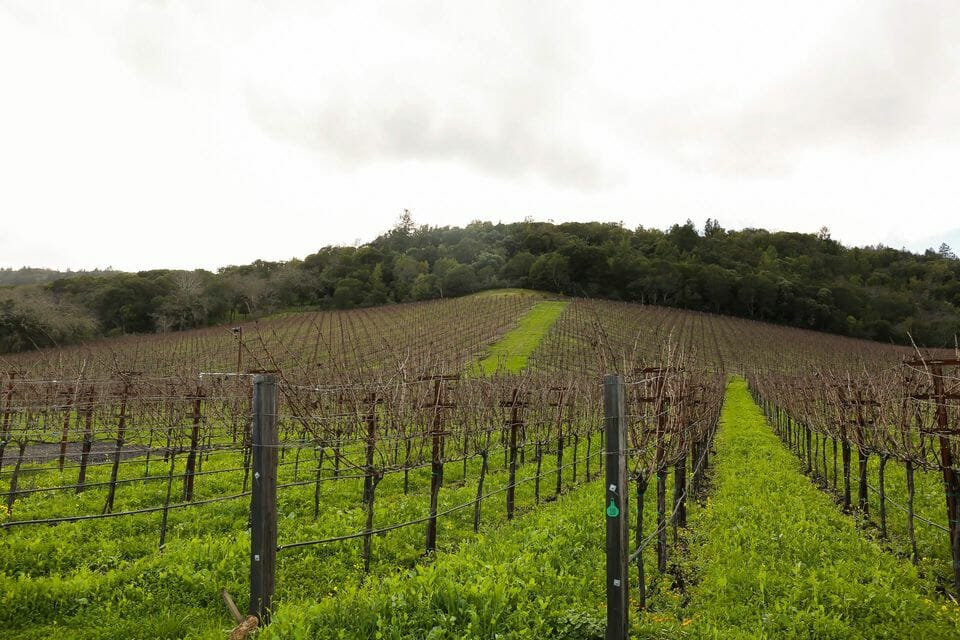 Vine Hill Ranch vineyard